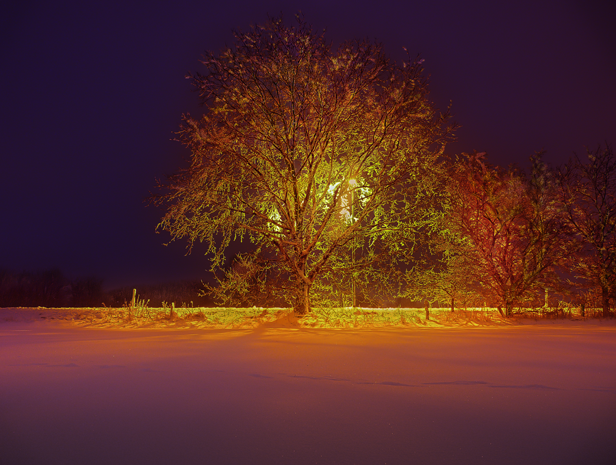 hdr-photography-plants-nature-landscapes-tree-at-night