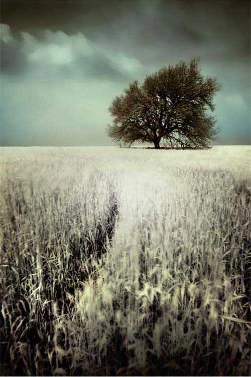 08. Surreales Naturfoto | In Fields Of White