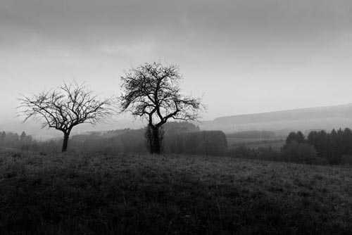 11. Surreales Naturfoto | Misty morning