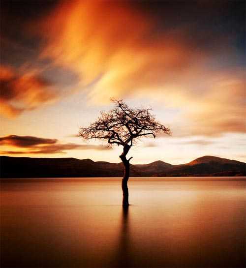 13. Surreales Naturfoto | "That tree" at Milarrochy, Loch Lomond