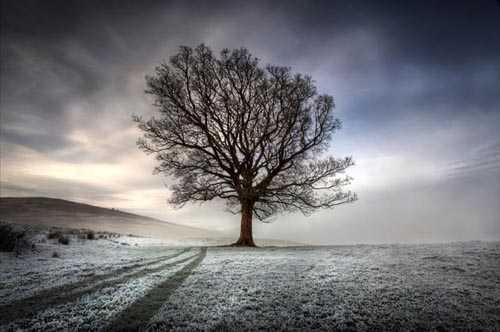 16. Surreales Naturfoto | A Tree