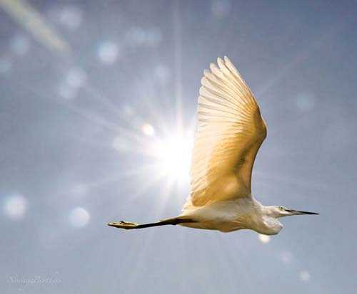 50. Surreale Natur-Fotos | The Egret And The Sun