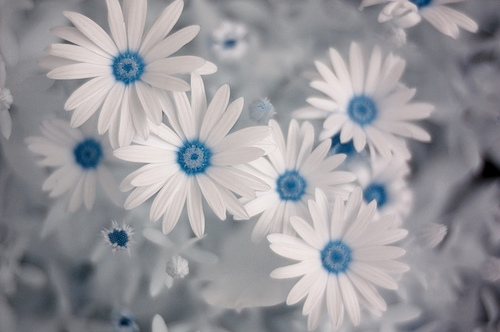 Digitale Infrarot-fotografie: Summer Flowers
