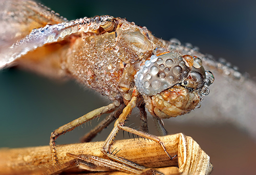 Makrofotografie von Insekten ooOoOOo Compter