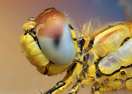 Makrofotografie von Insekten: O