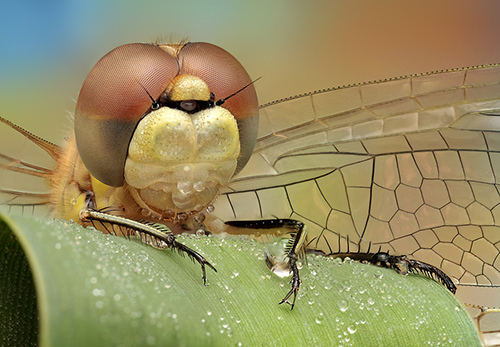 Makrofotografie von Insekten: Scary