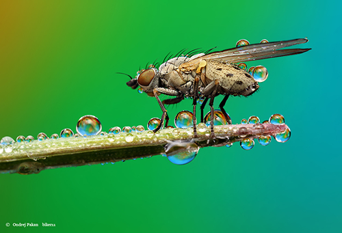 Makrofotografie von Insekten: Untitled