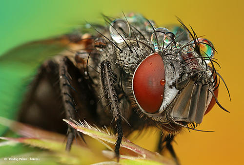 Makrofotografie von Insekten: Fly