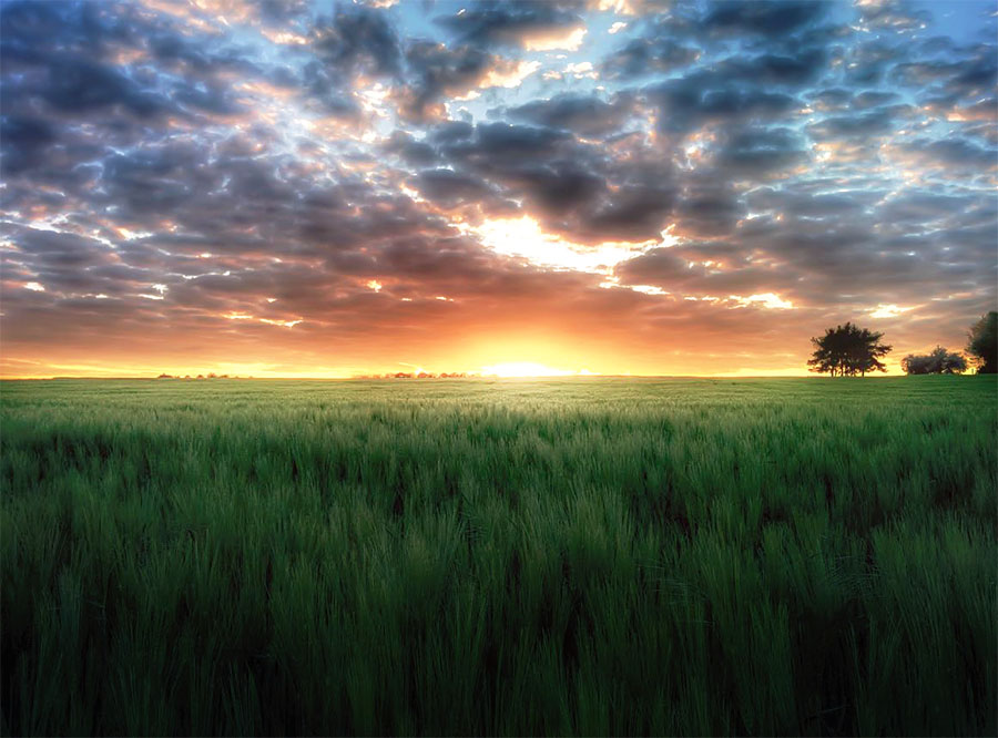 wheatfield-sunset-smartphone-photography
